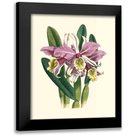 Vision Studio 12x14 Black Modern Framed Museum Art Print Titled - Magnificent Orchid IV