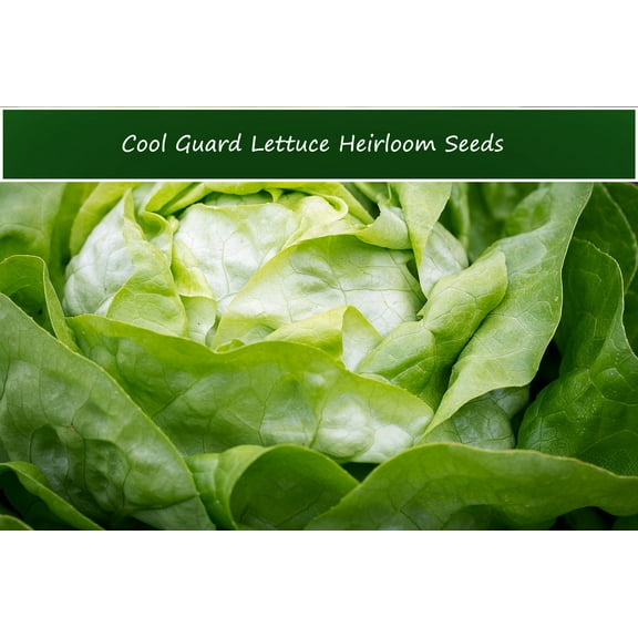 Cool Guard Lettuce - 250 Seeds-Heirloom Iceburg Head Lettuce--Sweet Tasty-Slow Bolting-Home Gardens-Market Grower Coolguard