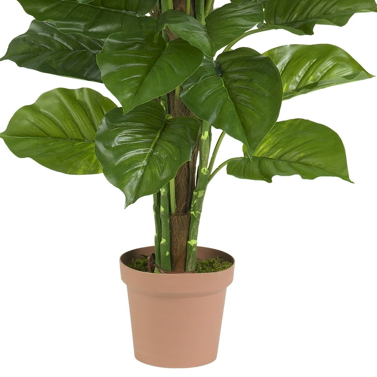 philodendron white Philodendron White Princess Tricolor – Amazon Garden Thailand