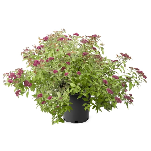 2 Gallon Goldflame Spirea Shrub
