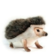 thumbnail image 2 of Hansa - African Pygmy Hedgehog, 2 of 2
