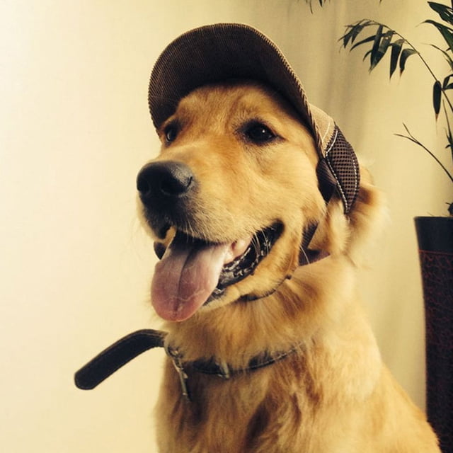 Xihbxyly Sombrero para Perro, Diseño de Pana Ajustable, Correa para La Barbilla con Orificio para La Oreja, Protección Uv para Mascotas, Cómodo y Elegante, Ideal para Perros, Gatos y Cachorros, Talla