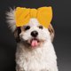 thumbnail image 5 of 2 tocados elásticos para cachorros, diadema única con lazo para mascotas, banda para el pelo flexible para gatos y mascotas, 5 of 5