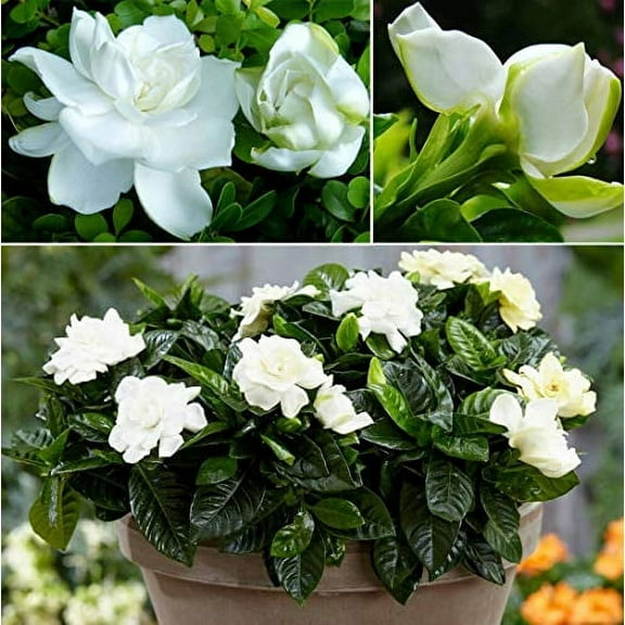 S-Pone 50  Gardenia Jasminoides Flower Seeds, White Aroma