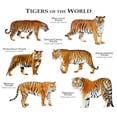 thumbnail image 3 of CafePress - Tigers Of The World Men's Light Pajamas - Men's Light Loose Fit Cotton Pajama Set, 3 of 7