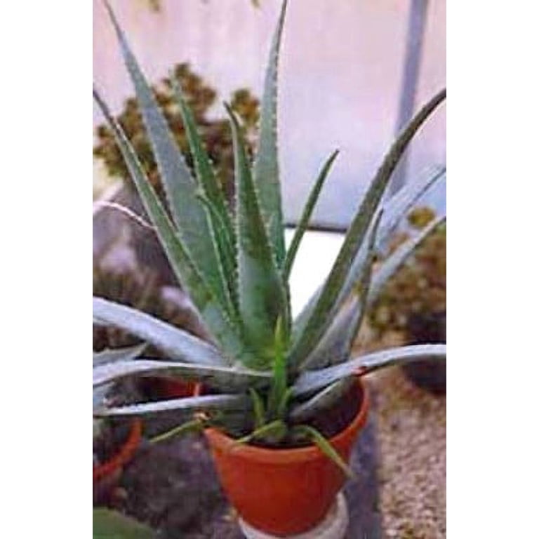 Aloe Vera - Medicine Plant - Burn Plant - Natural Healer - 6" Hanging  Basket - Walmart.com