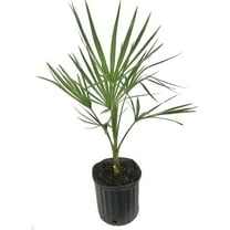 Ribbon Palm - Live Plant in a 3 Gallon Growers Pot - Livistona Decora - Rare Ornamental Palms of Florida,1 Plant