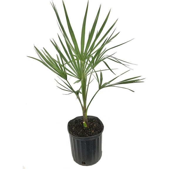 Ribbon Palm - Live Plant in a 3 Gallon Growers Pot - Livistona Decora - Rare Ornamental Palms of Florida,1 Plant