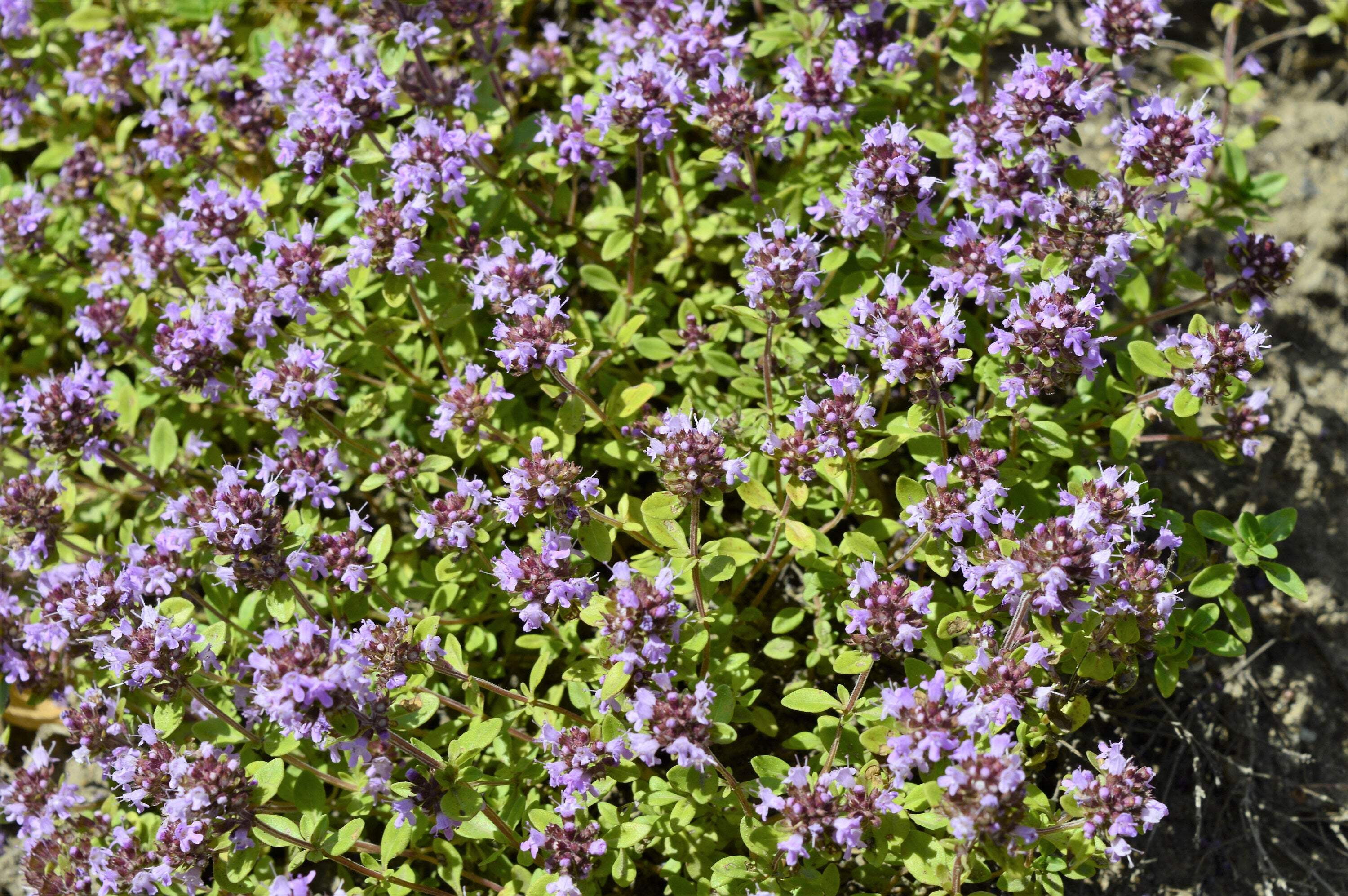 10,000 BULK LEMON THYME Thymus Pulegioides Herb Purple Flower Fragrant Evergreen Seeds