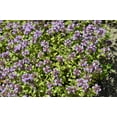 thumbnail image 3 of 1000 LEMON THYME Thymus Pulegioides Herb Purple Flower Fragrant Evergreen Seeds, 3 of 10
