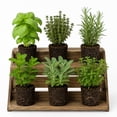 thumbnail image 5 of 4 Live Fragrant and Edible Herb Plants Combo, Random Assorted Varieties: Rosemary, Basil, Lemon Balm, Mint and Other Herbs, 5 of 6