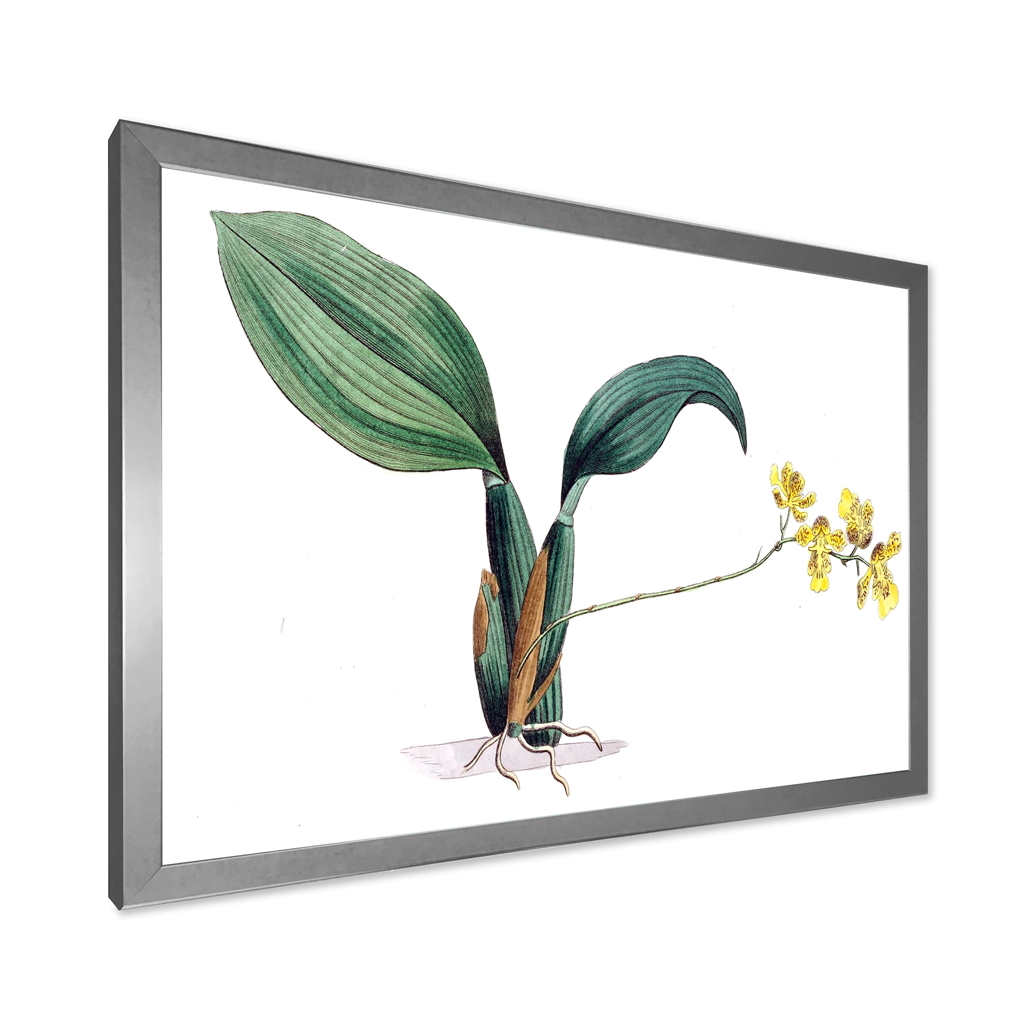 Designart 'Ancient Plant Life VI' Traditional Framed Art Print