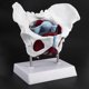 thumbnail image 5 of Modelo de pelvis femenina Yashi órganos reproductivos vejiga Rehabilitación muscular anatomía blanca y roja, 5 of 5