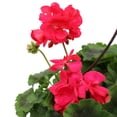 thumbnail image 3 of Expert Gardener 10" Everyday Hanging Basket Flowers, Assorted Colours, 3 of 23