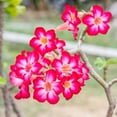 thumbnail image 4 of 1 Live Desert Rose, Pink Flowering Succulent Tree, Perennial Outdoor Plant, 4 of 7