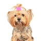 thumbnail image 3 of GOOHOCHY 20 lazos para el pelo con gomas elásticas para perros pequeños de pelo largo, accesorios para el aseo y celebraciones navideñas., 3 of 7