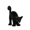Frightened Cat