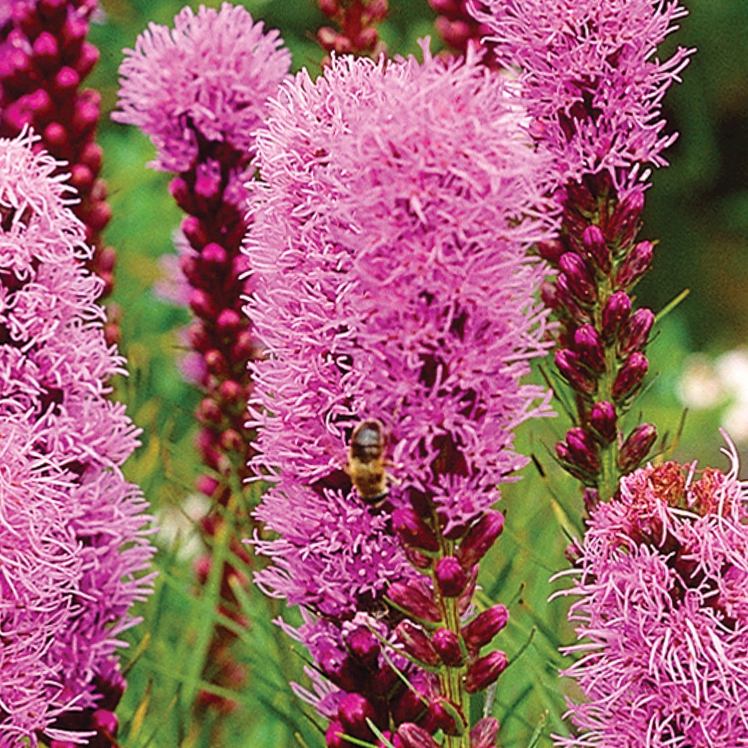 Expert Gardener Liatris Spicata Perennial Set of 16 Dormant Bare