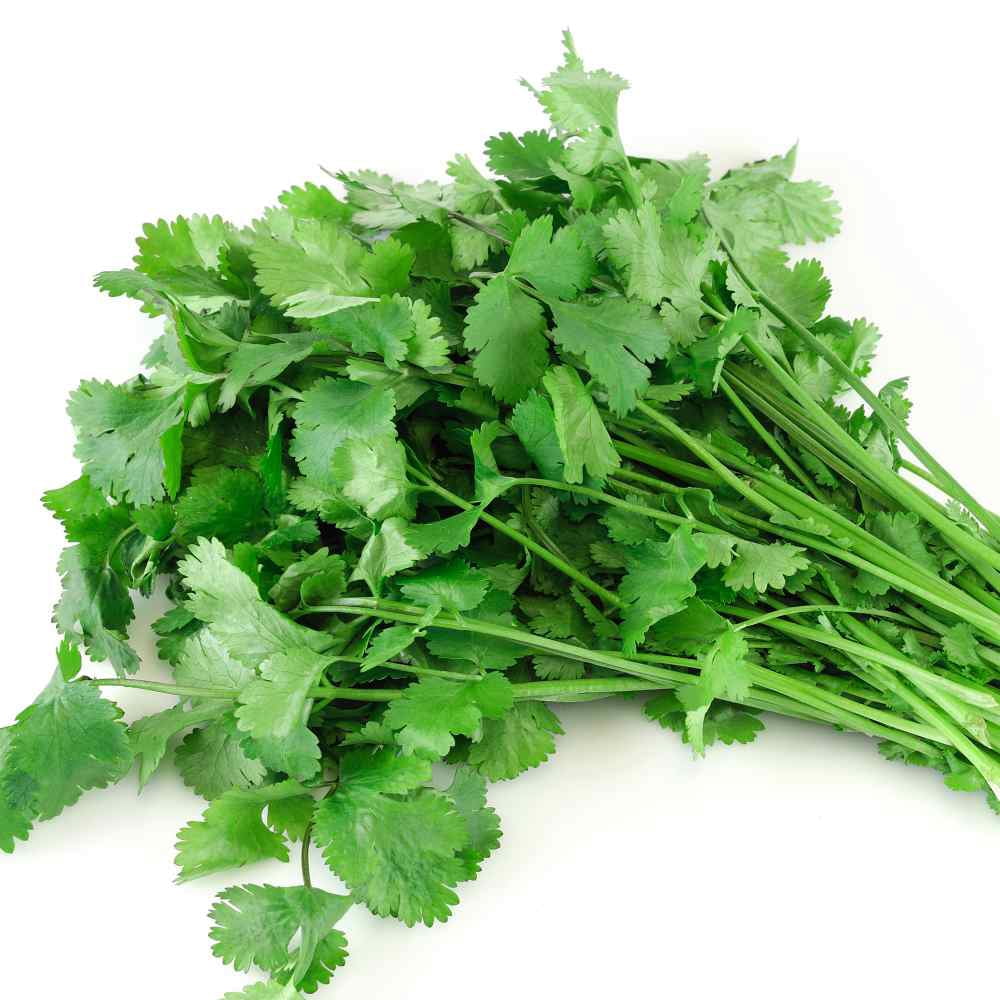Cilantro Seeds - Coriandrum Sativum Santo Herb Seed - 1 LB