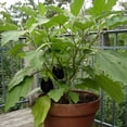 thumbnail image 2 of Bonnie Plants Black Beauty Eggplant, Live Plant, 19.3 oz., 2 of 5