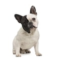 thumbnail image 2 of French Bulldog 18 Months Wall Decal Sticker, Wallmonkeys Peel & Stick Vinyl Graphic (18 in H x 11 in W), 2 of 4
