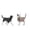 B, variant on 4D Animal Anatomy Model, Detachable Cat Dog Skeleton Organ Dissection Kit, STEM Biology Teaching Aid, Realistic Animal Body Structure Display Model, Ideal for Classroom Education & Gift Giving