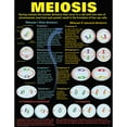 thumbnail image 2 of McDonald Publishing Cells Posters, Set of 4, 2 of 5