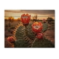 thumbnail image 3 of Designart "Red Green Cactus landscape With Sunset II" Floral Print on Natural Pine Wood, 3 of 5