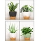 thumbnail image 4 of Wosthever Juego de 5 macetas de plástico para flores, diseñadas para interiores y exteriores, con autorriego. Jardín y Patio B, 4 of 6