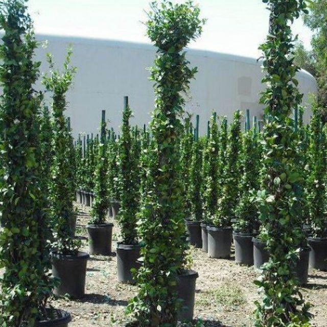 Star Jasmine&ndash;Staked&ndash;Fragrant Evergreen Vine  5 Gallon