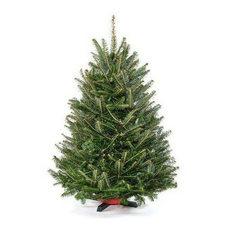 real christmas trees delivered 2 5 3 green fir freshly real christmas trees delivered 2 5 3 green fir freshly