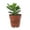 1 Plant, variant on Mini Leaf Jade Plant - Live Starter Plant in a 2 Inch Pot - Portulacaria Afra - Drought Tolerant Indoor Outdoor Succulent Houseplant