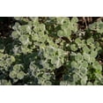 thumbnail image 2 of Earthcare Seeds - Horehound True Horehound 100 Seeds (Marrubium Vulgare) Heirloom - Open Pollinated, 2 of 5