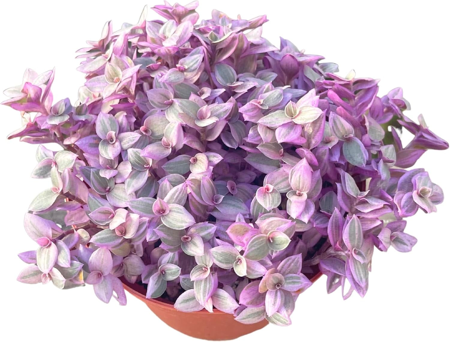 The Next Gardener Callisia Repens Turtle Vine - Thumbnail 2