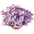 thumbnail image 2 of Live Succulent 4" Callisia Repens Pink Lady Turtle Vine, Succulents Plants Live Fully Rooted House Plant for Home Office Decoration, DIY Projects, 2 of 5
