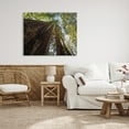 thumbnail image 2 of Stupell Indtries Tall Trees Looking Upwards Nature Forest Photography,48 x 36,Design by Aaron Matheson, 2 of 6