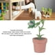 thumbnail image 3 of Planta En Miniatura, Simulación Multiusos Planta De Casa De Muñecas Resistente Al Desgaste Ligero Lindo Para Decoración De Casa De Muñecas 1/12, 3 of 7