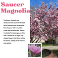 thumbnail image 2 of Saucer Magnolia Live Plant, Dormant, 3 to 5 Inches Tall, Pink Flowering Tree in 2.5 Inches Pot for Planting, 2 of 6