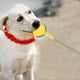 thumbnail image 1 of Juguete de Pelota para Perros ANGGREK EVA Amarillo Rojo 6 cm 56 cm, 1 of 8