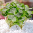 thumbnail image 4 of BESTYASH 5Ud Plantas Artificiales De Verde Para De Oficinas Y, 4 of 7