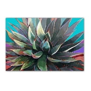 Agave Cactus Postcards - 4 x 6 Western Desert Postcards - 40 Desert Cactus Postcards - 17024