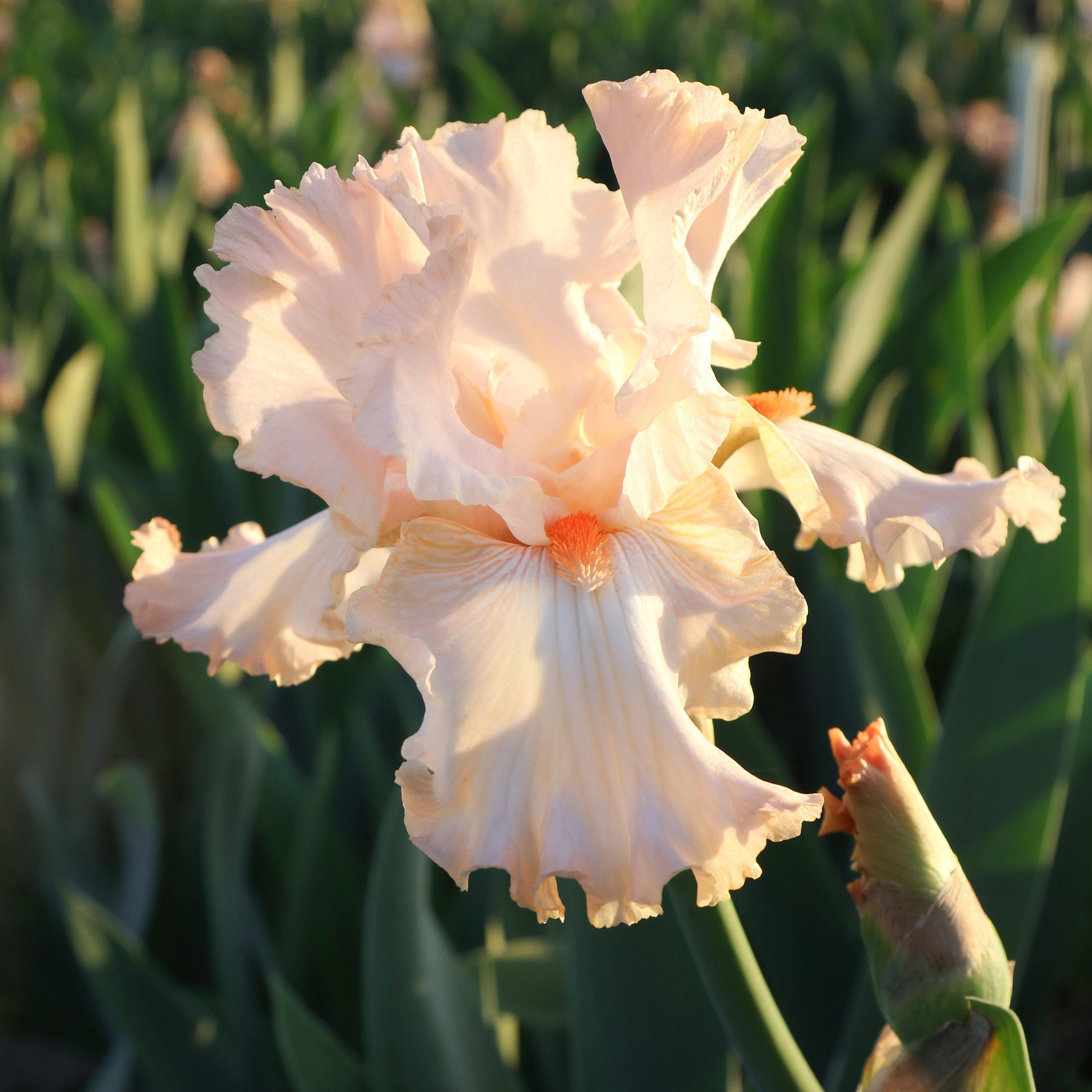 2 Reblooming Bearded Iris Bulbs Perennial Flower Bonsai Pink Resistant Plant Hot
