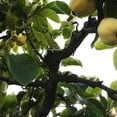 thumbnail image 3 of DECORNIJIA 10 Pcs Formes d'Écarteur de Branches pour Jardinage Outil de Support Réglable, 3 of 8