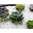 thumbnail image 7 of 2.4lb Succulent and Cactus Bonsai DIY Rocks, White Gravel for Terrarium, Fairy Gardening, Top Dressing, Mini White Rocks, 7 of 7