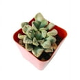 Titanopsis calcarea - Concrete Leaf Titanopsis calcarea - Concrete Leaf