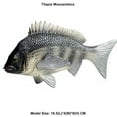 thumbnail image 2 of Ksopiavobs Realistic Animal Figures Tilapia Mossambica Sea Animal Toy, Science Project, Cake Topper, Early Educational Toys Birthday for Toddlers Kids Age 3 4 5, 2 of 5