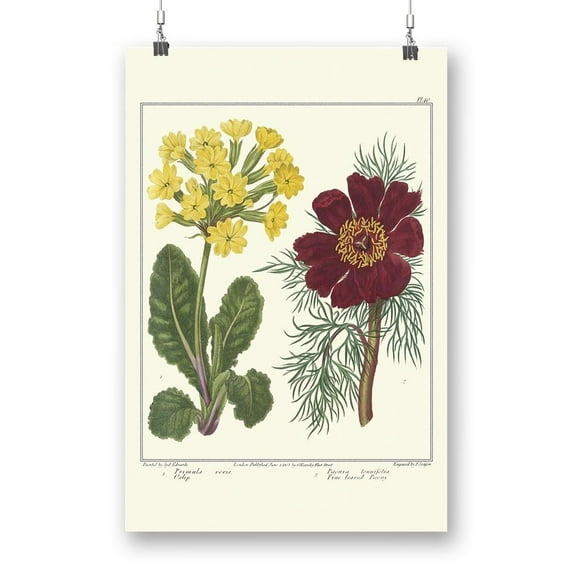 Gardeners Delight Poster - Sydenham Edwards Designs,