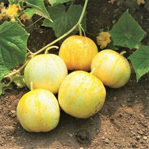 TomorrowSeeds - Lemon Cucumber Seeds - 100 Count - For 2026 Planting Yellow Golden Crystal Apple
