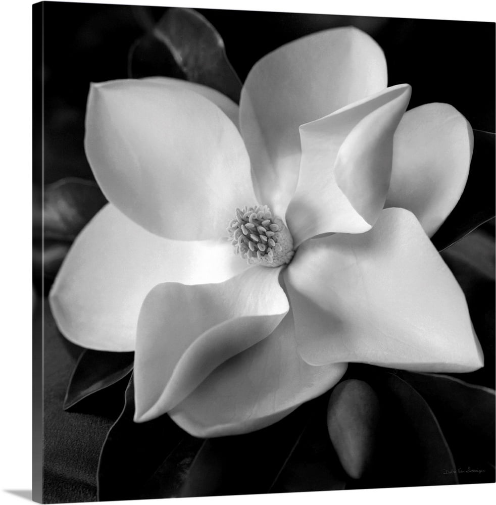 Great BIG Canvas "Magnolia" Canvas Wall Art