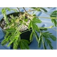 thumbnail image 6 of 20 Seeds -Sensitive Plant -Mimosa pudica -Leaves Move When Touched Colorful Flowers Ornamental Tropical, 6 of 6